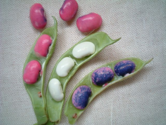 �ԓ������@�ʐ^