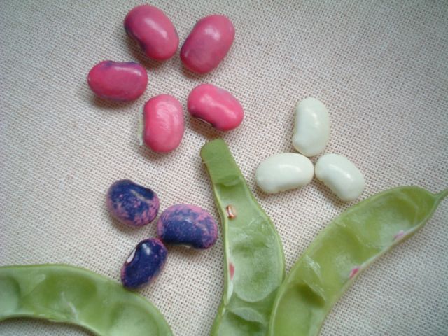 �ԓ��͂Ȃ����@�ʐ^