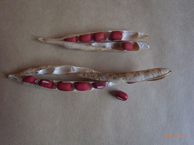 ���������񂪂Ȃ�񂾁@�ʐ^