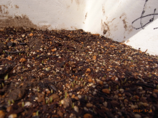 5��4������̉�@�ʐ^