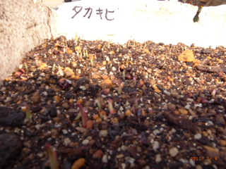 5��6���^�J�L�r��������@�ʐ^