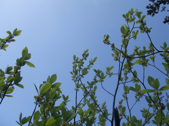 �N�����W�̉ԁ@�ʐ^