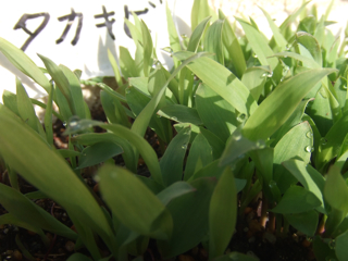 5��17���^�J�L�r�@�ʐ^