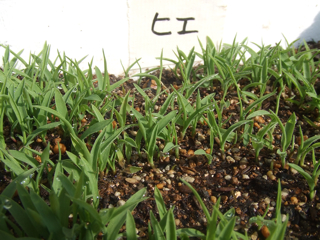 5��17���q�G�@�ʐ^