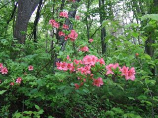 ���}�c�c�W�@�ʐ^