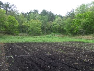 �n�^�P�@�ʐ^