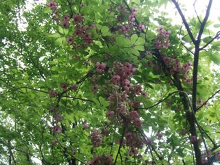 �A�P�r�@�ʐ^