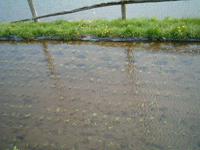 �c�A���@�ʐ^