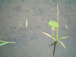 �����܂��Ⴍ���@�ʐ^