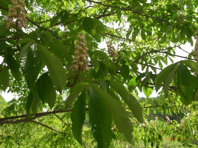 �g�`�m�L�@�ʐ^