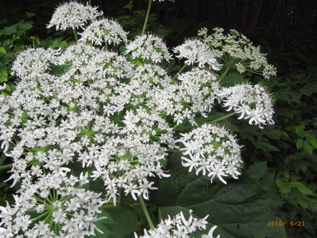 �n�i�E�h�@�ʐ^