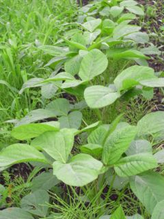 �����@�ʐ^