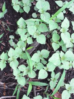 �����܁@�ʐ^