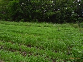 �����L�`���E�@�ʐ^