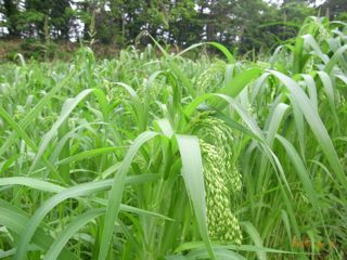 ���ȕ�o��@�ʐ^