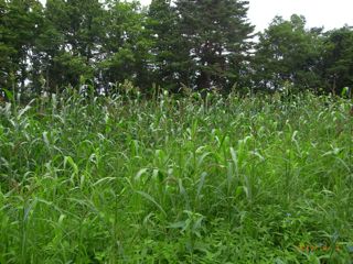 �����щԁ@�ʐ^