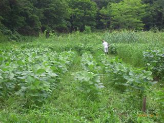 8:3������@�ʐ^