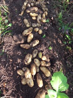 ���Ⴊ�@�ʐ^