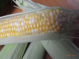 �Ƃ����낱���@�ʐ^