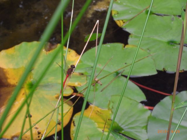 �r�ԂƂ�ځ@�ʐ^