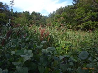 ���^�J�@�ʐ^