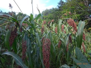 �������΁@�ʐ^