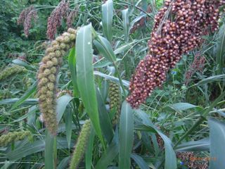 ���킽���@�ʐ^