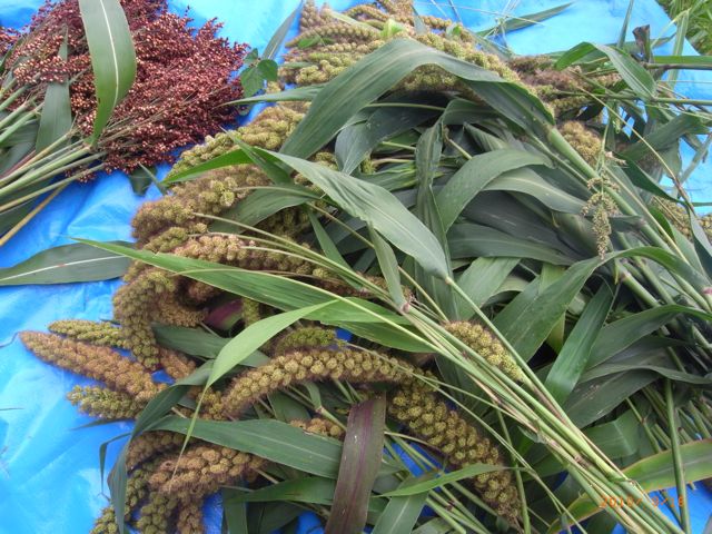 �A���A�^�J���n�@�ʐ^