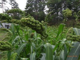 �q�G9/16�@�ʐ^