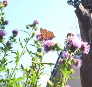 �q�I�h�V�`���E�@�ʐ^