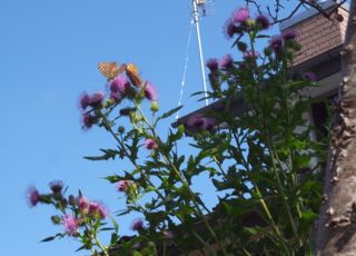 �q���E�����@�ʐ^