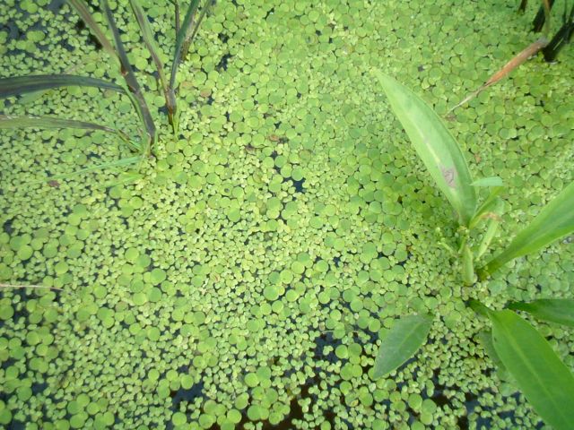 �c���@�ʐ^