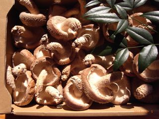 ���������@�ʐ^