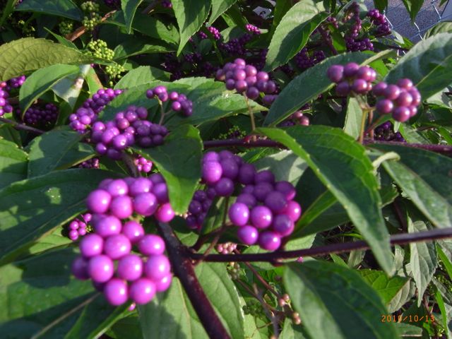 �ނ炳���@�ʐ^