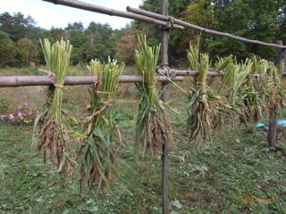 �Ђ������@�ʐ^