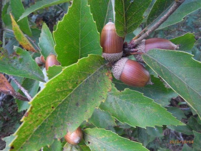 �Ђ������@�ʐ^