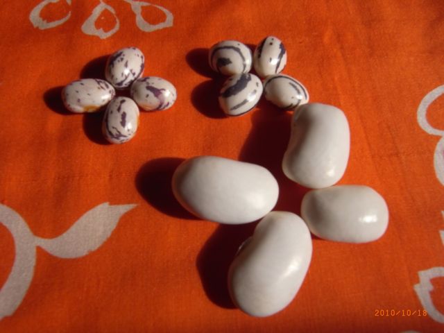 �������@�ʐ^