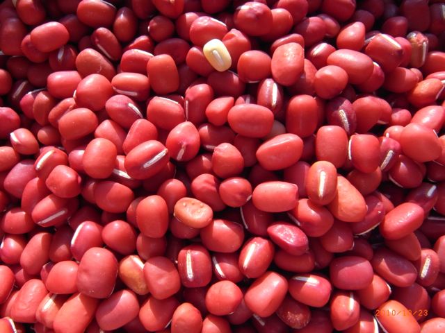 ���������@�ʐ^