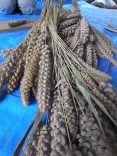 ���킽��2�@�ʐ^