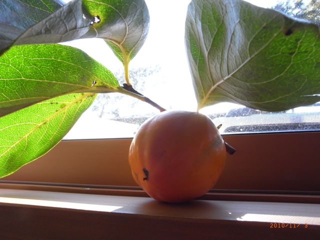 ���`�@�ʐ^