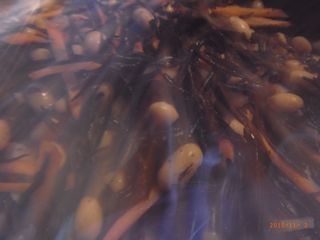 ���Ȃɂ��ȁ@�ʐ^