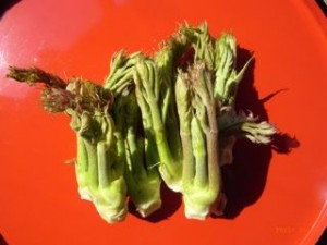 ����ڂ��@�ʐ^