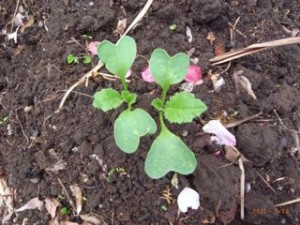 �卪�̉�@�ʐ^