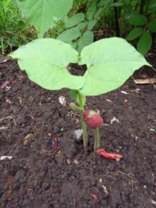 �������@�ʐ^