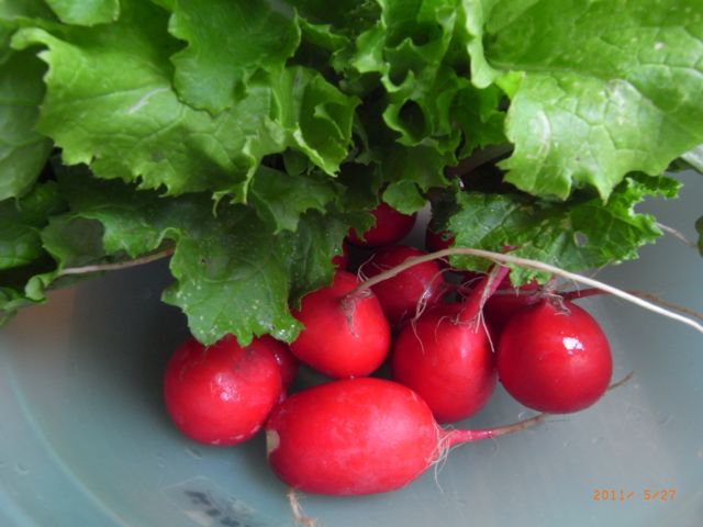 �ԃJ�u�@�ʐ^