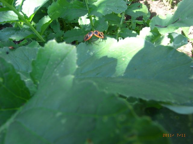 ���߂̂��Ă�Ƃ��@�ʐ^