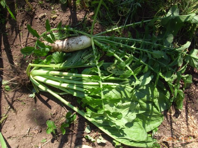 �卪�Ə����؁@�ʐ^