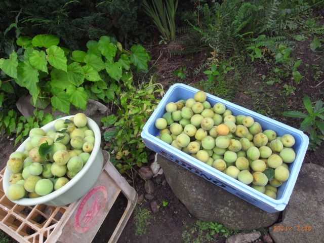 �~�����@�ʐ^