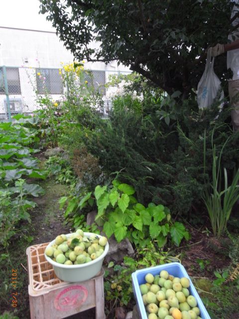 �~�Ƃ��Ɓ@�ʐ^