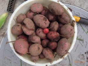 黄金のじゃがいも 写真